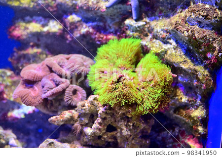 Numazu Deep Sea Aquarium Deep Sea Creatures Sea anemone 98341950