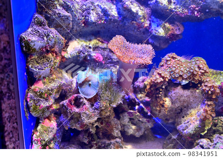 Numazu Deep Sea Aquarium Deep Sea Creatures Sea anemone 98341951