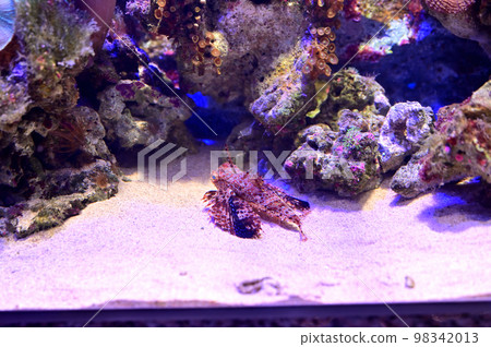 Numazu Deep Sea Aquarium Deep Sea Creature Semi Gurnard 98342013