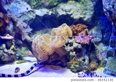 沼津深海水族館 深海生物 斑馬 黑帶蛇 98342130