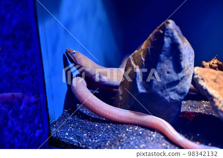 沼津港深海水族館 深海生物 Susou 黑帶蛇 98342132