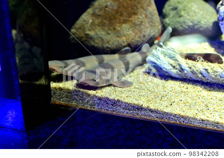 Numazu Deep Sea Aquarium Deep Sea Creatures Numazu Deep Sea Aquarium Deep Sea Creatures 98342208