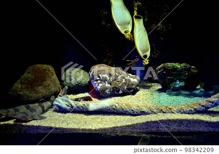 Numazu Deep Sea Aquarium Deep-sea Creatures Eggs of the stump shark Numazu Deep Sea Aquarium Deep-sea Creatures Eggs of the stump shark 98342209