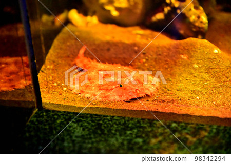 Numazu Port Deep Sea Aquarium Deep Sea Creatures Akagutsu 98342294