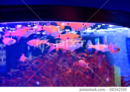 Numazu Deep Sea Aquarium Deep Sea Creatures　 98342505