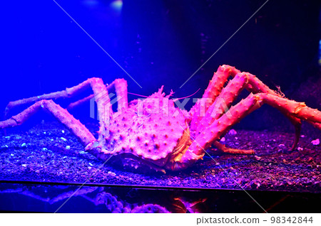 沼津深海水族館深海生物》 98342844