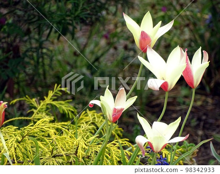 Tulip 98342933