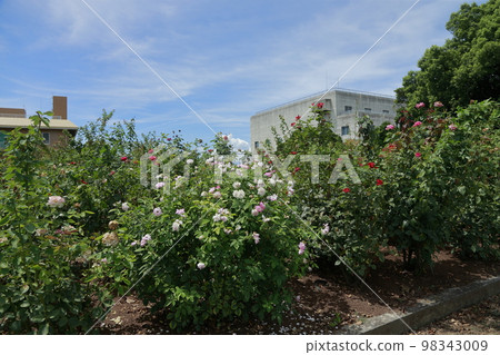 荒尾市仲夏Omoyai市民花壇玫瑰花 荒尾市仲夏Omoyai市民花壇玫瑰花 98343009