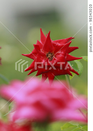 荒尾市仲夏Omoyai市民花壇玫瑰花 荒尾市仲夏Omoyai市民花壇玫瑰花 98343010