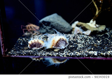 沼津深海水族館 深海生物 錦絲珊瑚 98343019