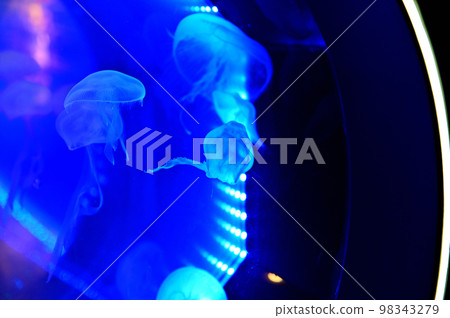 沼津深海水族館深海生物水母 98343279