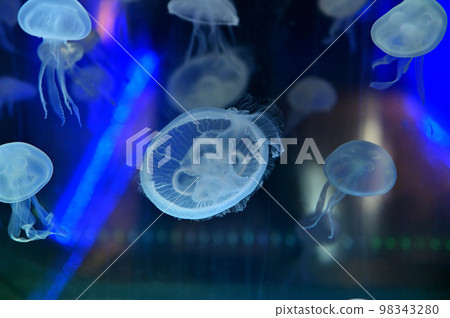 沼津深海水族館深海生物水母 98343280