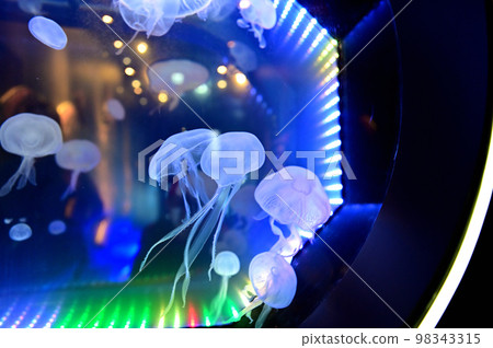 沼津深海水族館深海生物水母 98343315