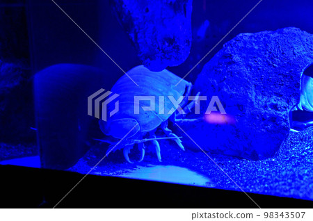 沼津港深海水族館 深海生物 巨型甲蟲 98343507