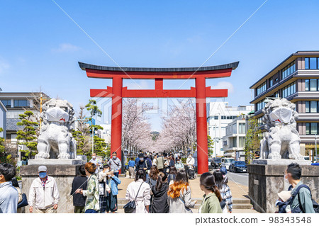 [Kanagawa Prefecture] Rows of cherry blossom trees in full bloom coloring Dankazura in Kamakura 98343548