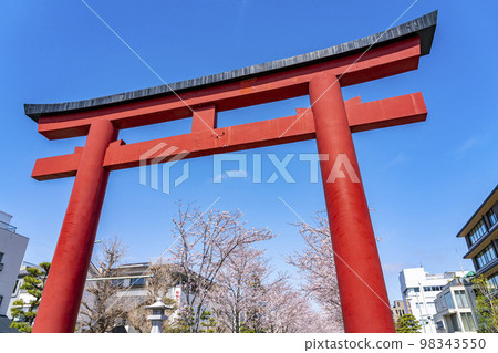 [神奈川縣]盛開的櫻花樹為鎌倉的Dankazura著色 98343550