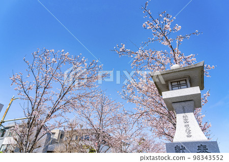 [Kanagawa Prefecture] Rows of cherry blossom trees coloring Dankazura in Kamakura 98343552