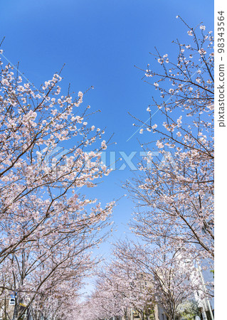 [Kanagawa Prefecture] Rows of cherry blossom trees in full bloom coloring Dankazura in Kamakura 98343564