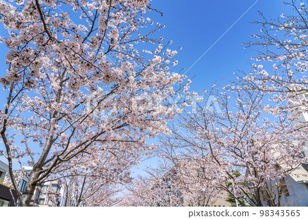 [Kanagawa Prefecture] Rows of cherry blossom trees in full bloom coloring Dankazura in Kamakura 98343565
