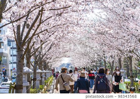 [神奈川縣]盛開的櫻花樹為鎌倉的Dankazura著色 98343568