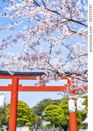 [神奈川縣]盛開的櫻花樹為鎌倉的Dankazura著色 98343587