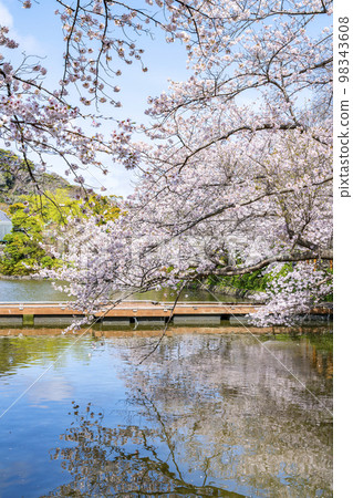 [Kanagawa Prefecture] Cherry blossoms in full bloom at Tsurugaoka Hachimangu Shrine in Kamakura 98343608