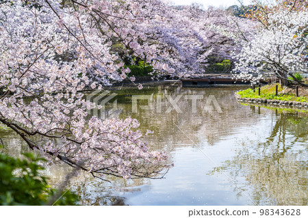 Kanagawa Prefecture] Cherry blossoms in full - Stock Photo