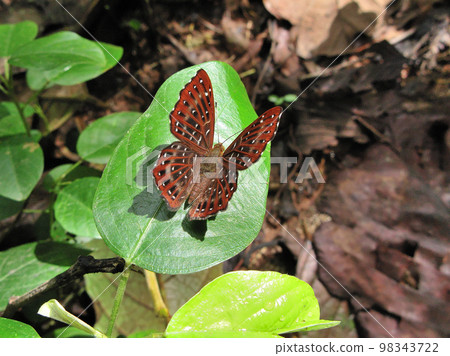 Butterfly of Laos Nymphalidae Namimontsuzumitateha Butterfly of Laos Nymphalidae Namimontsuzumitateha 98343722