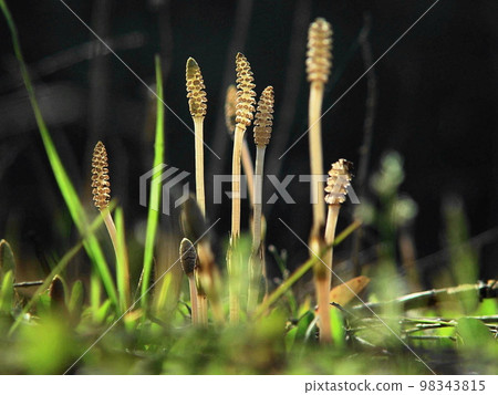 Wildflowers bathed in the light of spring on the forerunner Flower (March) Horsetail (Brush) 05H4.3 98343815
