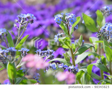 Flower (March) Forget-me-not (forget-me-not) 03H4.3 98343823