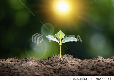 The young plant grows in soil with bright sunlight and blurred green nature background. The young plant grows in soil with bright sunlight and blurred green nature background. 98344031