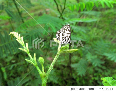 Butterfly of Laos, Lycaenidae Butterfly of Laos, Lycaenidae 98344043