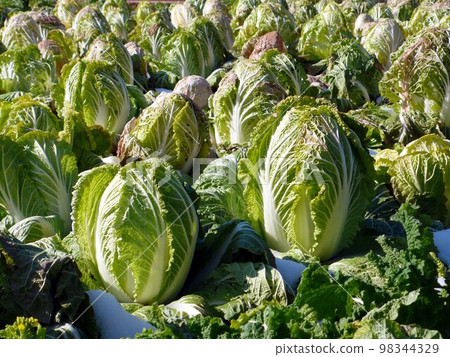 Chinese cabbage fields Chinese cabbage fields 98344329