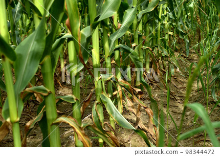 Cornfield. Rows of corn on a field with leaves. Cornfield. Rows of corn on a field with leaves. 98344472