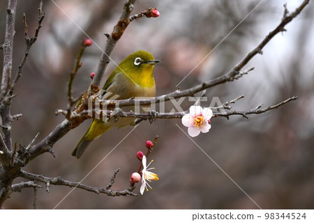 Meilo that picks plum blossoms Meilo that picks plum blossoms 98344524