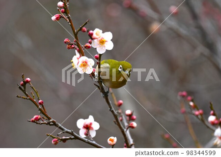 Meilo that picks plum blossoms Meilo that picks plum blossoms 98344599