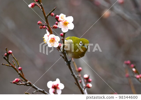 Meilo that picks plum blossoms Meilo that picks plum blossoms 98344600