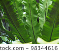 crop closeup on large green leaves of tropical plants, large bird's nest fern leaves, under natural sunlight outdoor selective focus with blur background  98344616
