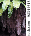 crop closeup on large green leaves of tropical plants, large bird's nest fern leaves, under natural sunlight outdoor selective focus with blur background  98344618
