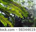 crop closeup on large green leaves of tropical plants, large bird's nest fern leaves, under natural sunlight outdoor selective focus with blur background  98344619