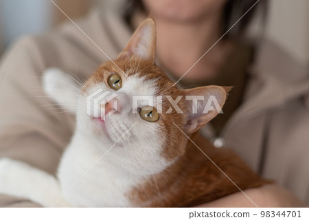 Person holding a cat Brown tiger white 98344701