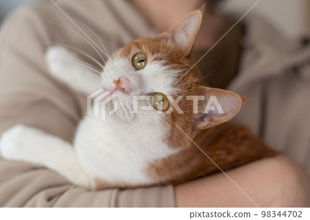 Person holding a cat Brown tiger white 98344702