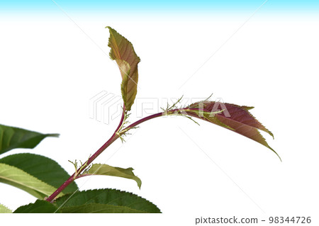 Climate change image (fix photography) 98344726