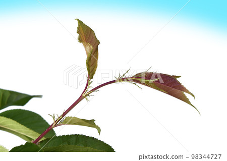 Climate change image (fix photography) 98344727