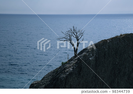 Lonely tree growing on rock on the sea background in spring 98344739