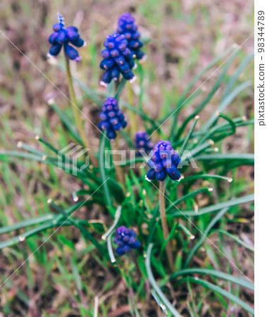 Blossoming Muscari, wild spring primroses in Cape Alchak. Crimea 98344789