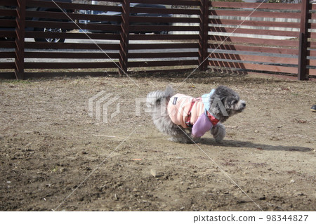 Bichon Poo 3 在狗跑中玩得很開心 Bichon Poo 3 在狗跑中玩得很開心 98344827