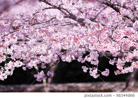 beautiful cherry blossoms in full bloom 98344866