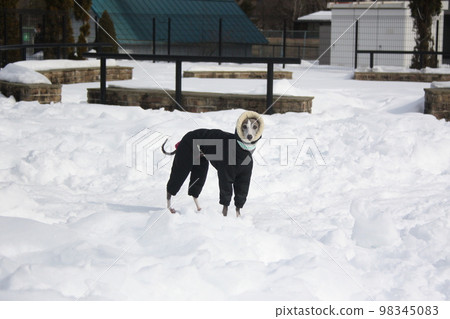 A dog Italian Greyhound playing happily at a dog run 1 A dog Italian Greyhound playing happily at a dog run 1 98345083