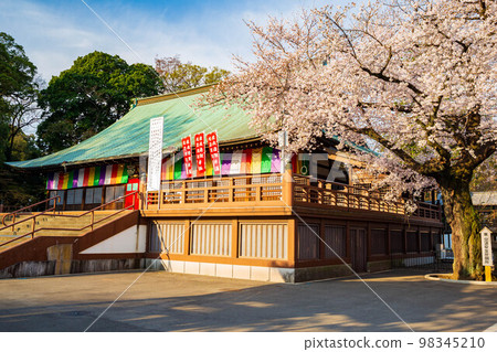 春天的小江戶川越，櫻花盛開的奇院寺慈慶堂（紫根殿） 98345210
